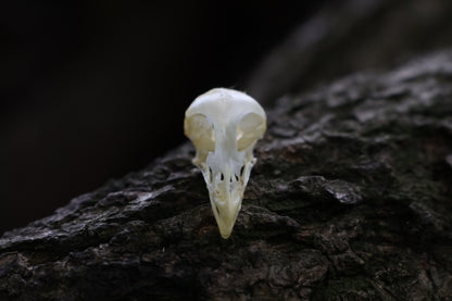 Baby Chick Skull
