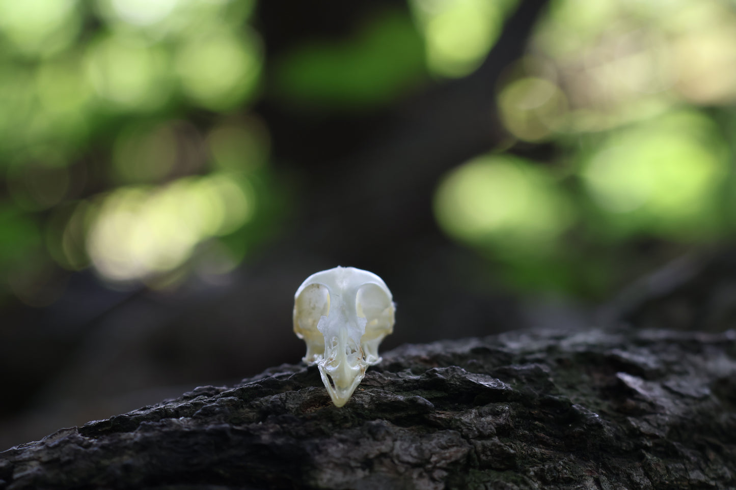 Baby Chick Skull