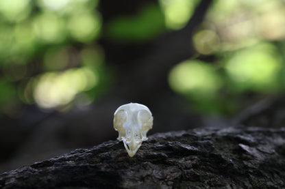 Baby Chick Skull