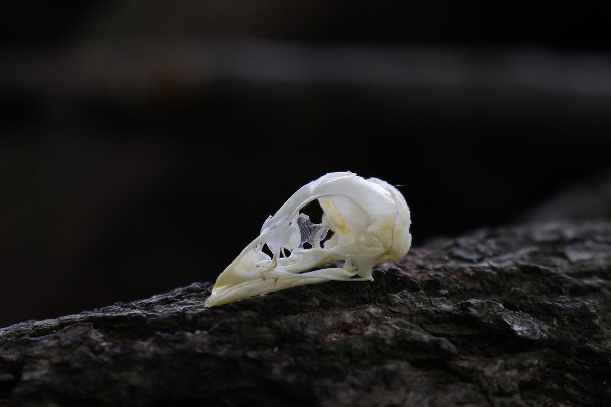 Baby Chick Skull