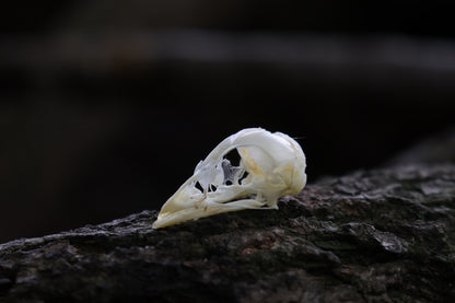 Baby Chick Skull