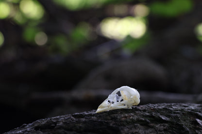 Baby Chick Skull