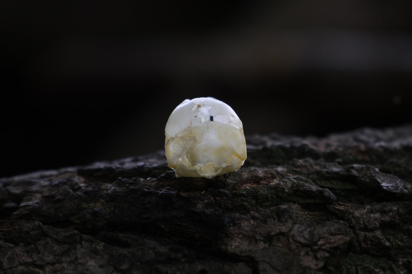 Baby Chick Skull
