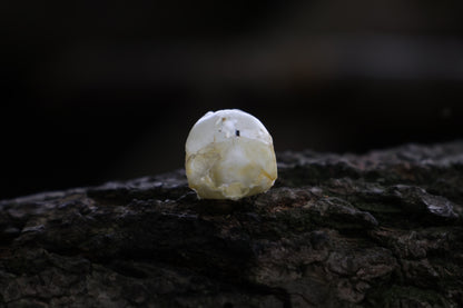 Baby Chick Skull