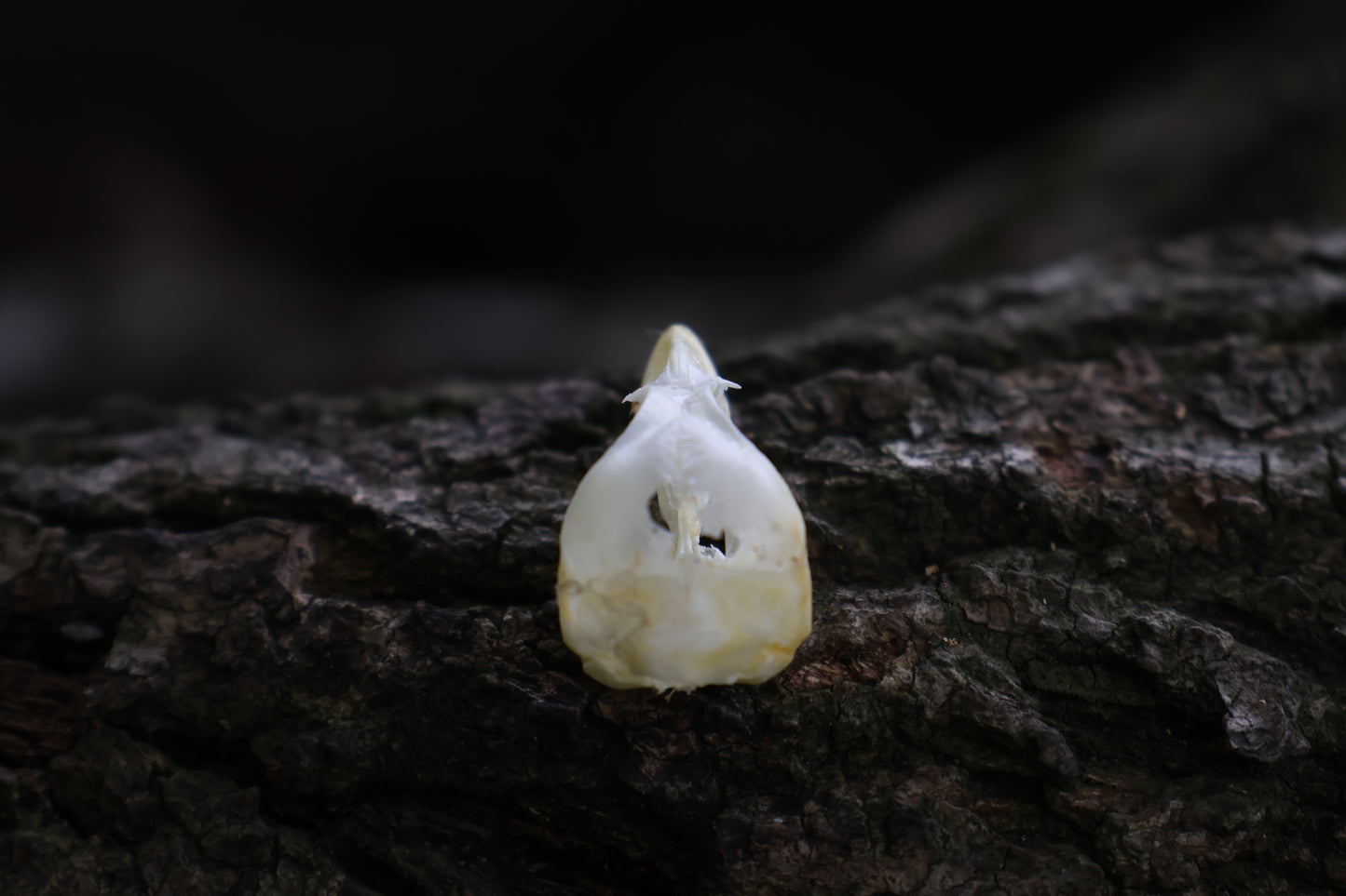 Baby Chick Skull