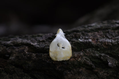 Baby Chick Skull