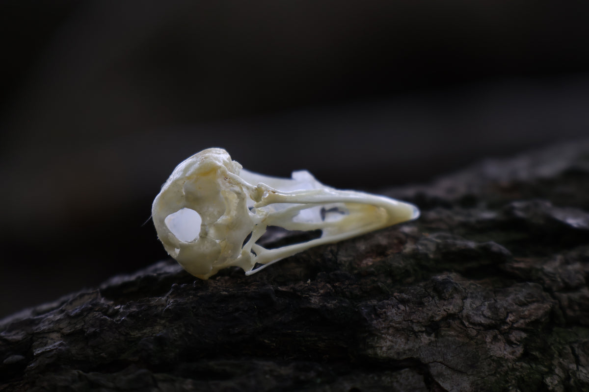 Baby Chick Skull