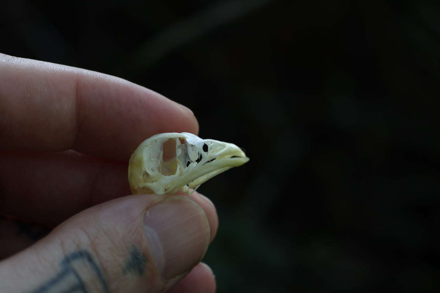 Baby Chick Skull