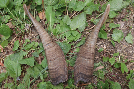 Goat Horns - Pair