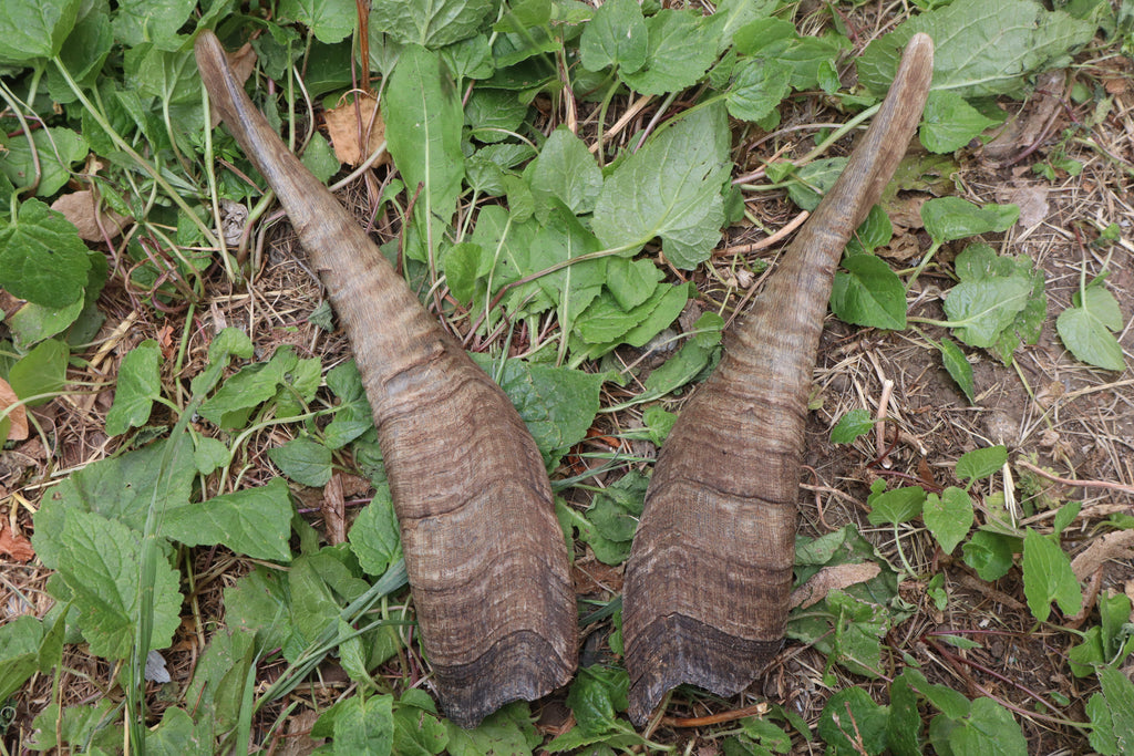 Goat Horns - Pair