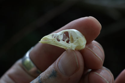 Baby Chick Skull