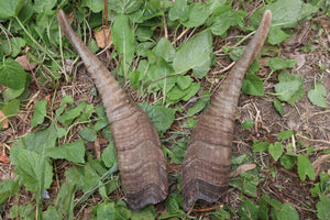 Goat Horns - Pair
