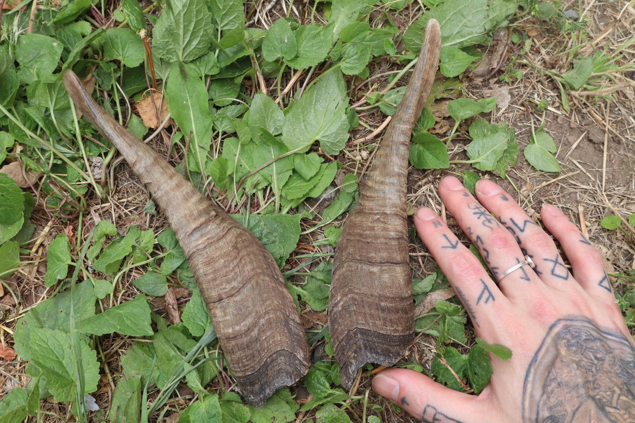 Goat Horns - Pair