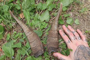 Goat Horns - Pair