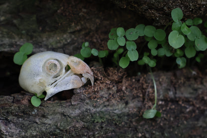Parakeet Skull with Sclerotic Rings
