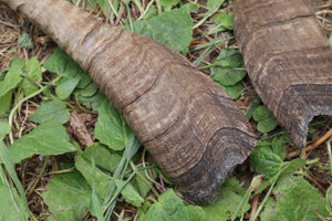 Goat Horns - Pair