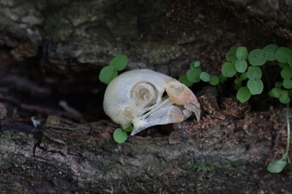 Parakeet Skull with Sclerotic Rings