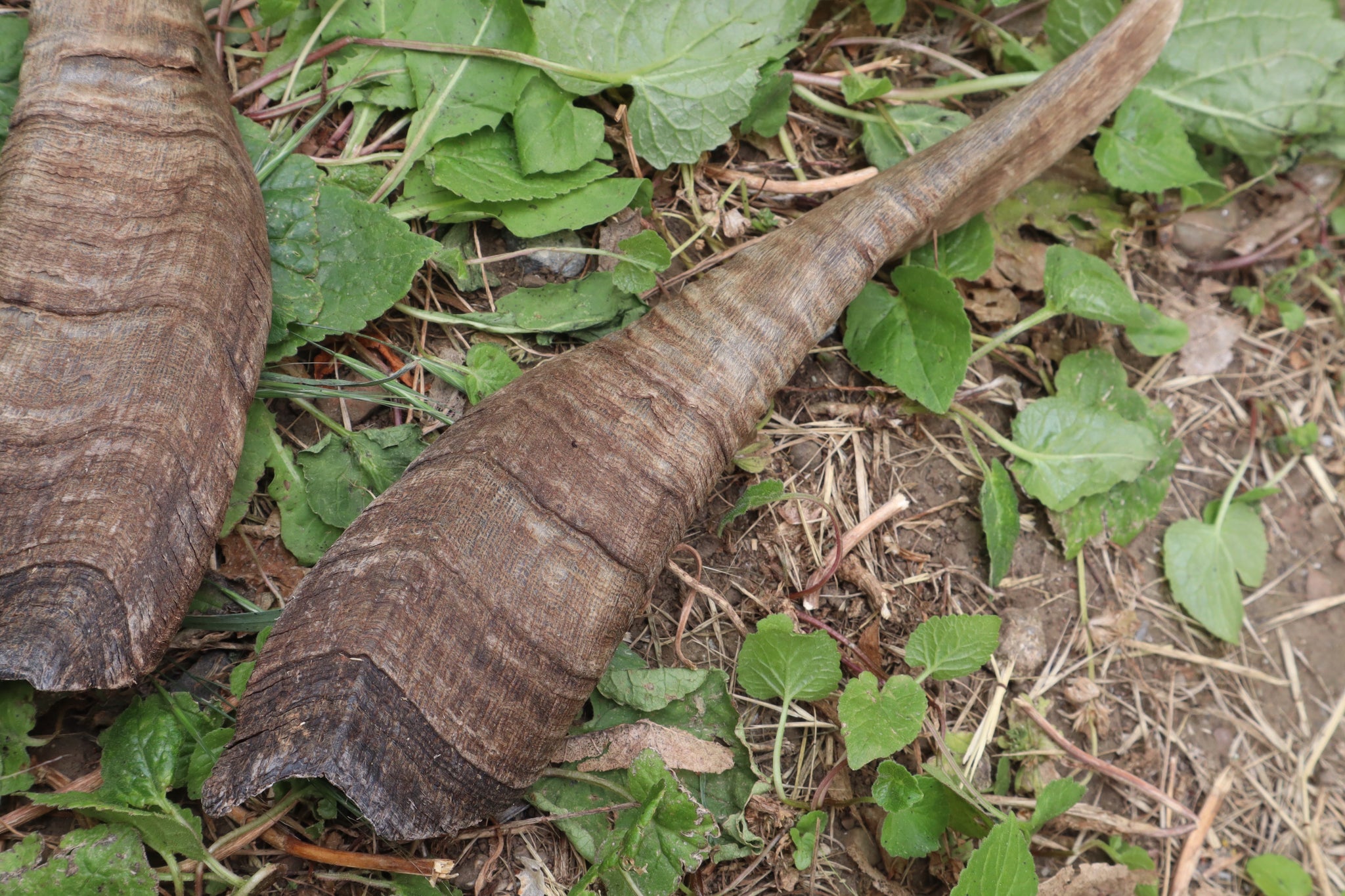 Goat Horns - Pair