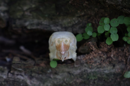 Parakeet Skull with Sclerotic Rings
