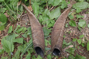 Goat Horns - Pair