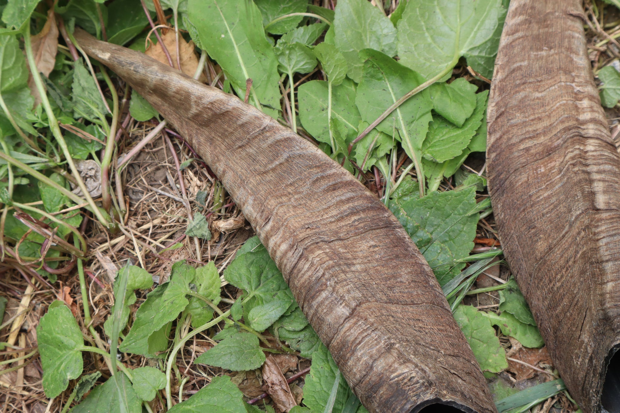 Goat Horns - Pair