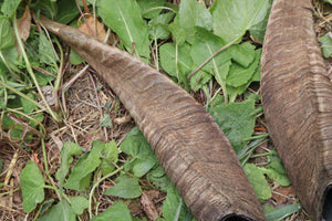 Goat Horns - Pair