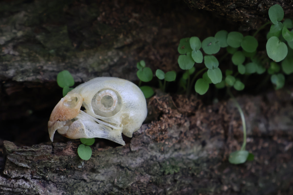 Parakeet Skull with Sclerotic Rings