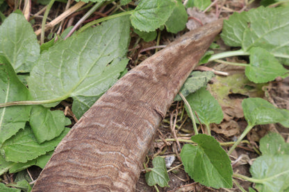 Goat Horns - Pair