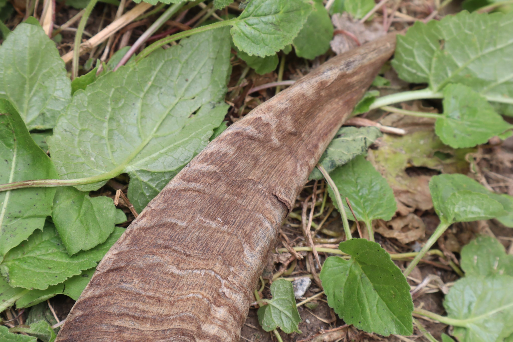 Goat Horns - Pair