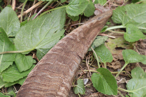 Goat Horns - Pair