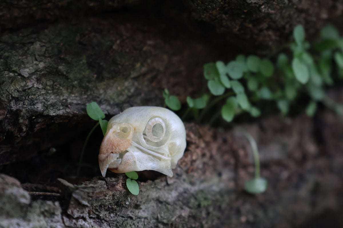Parakeet Skull with Sclerotic Rings