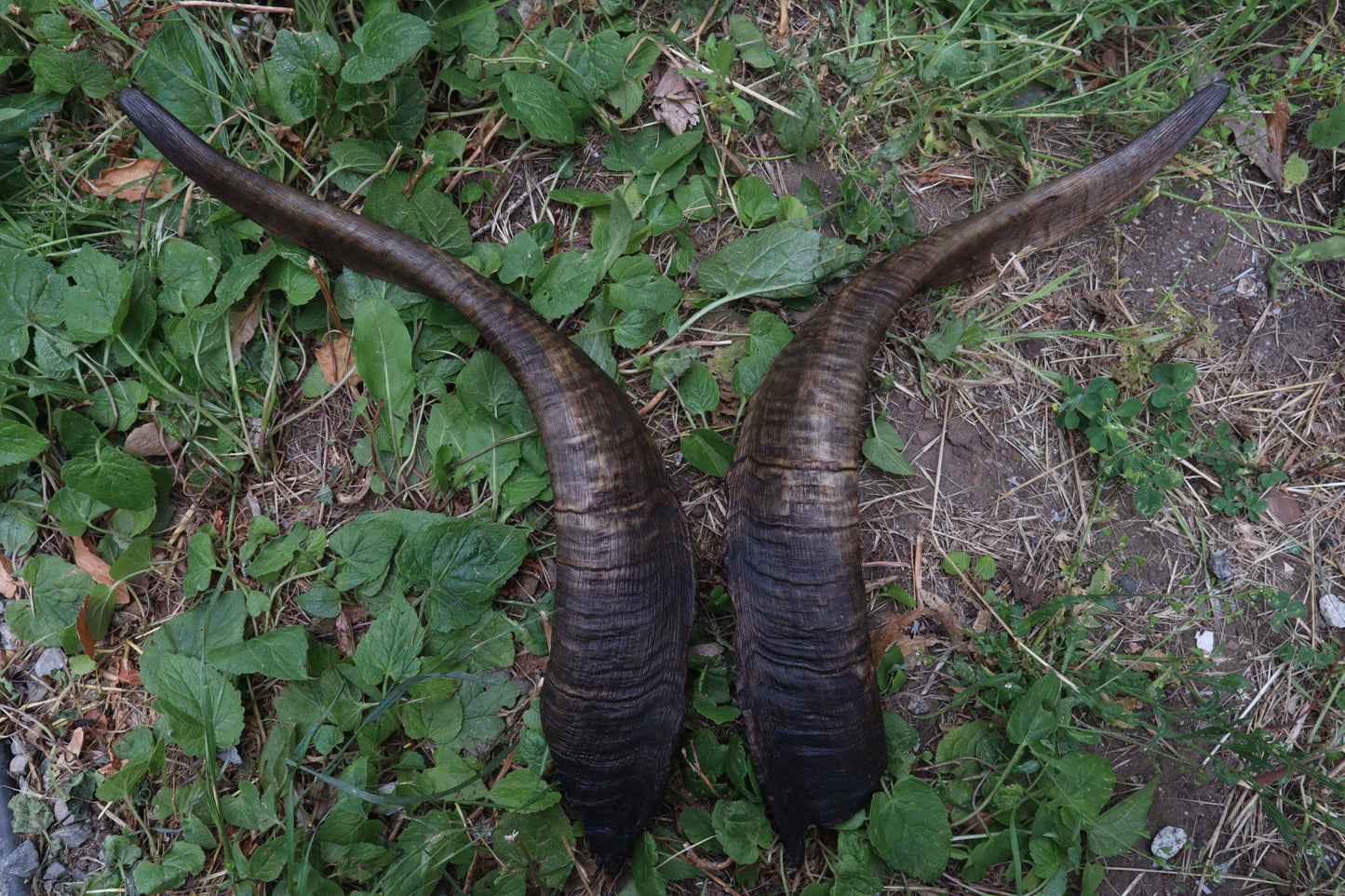 Goat Horns - Large Pair