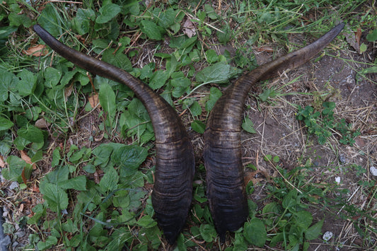 Goat Horns - Large Pair