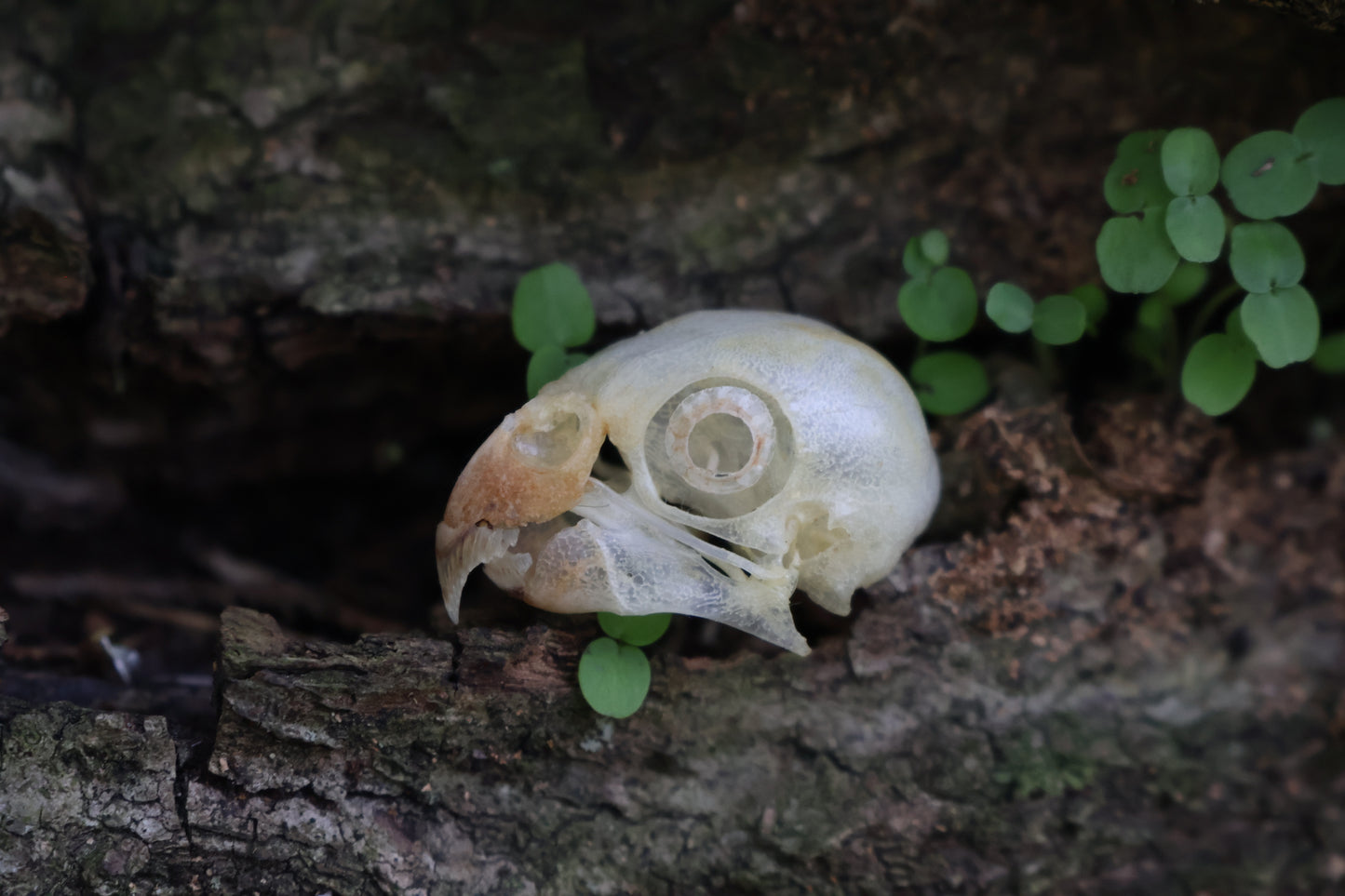 Parakeet Skull with Sclerotic Rings