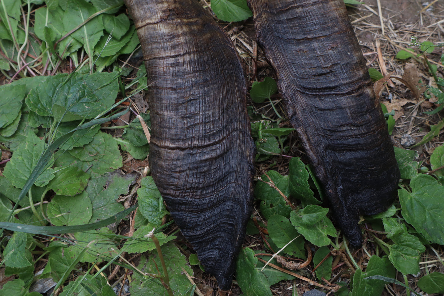 Goat Horns - Large Pair