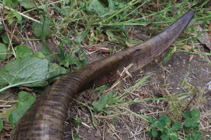 Goat Horns - Large Pair