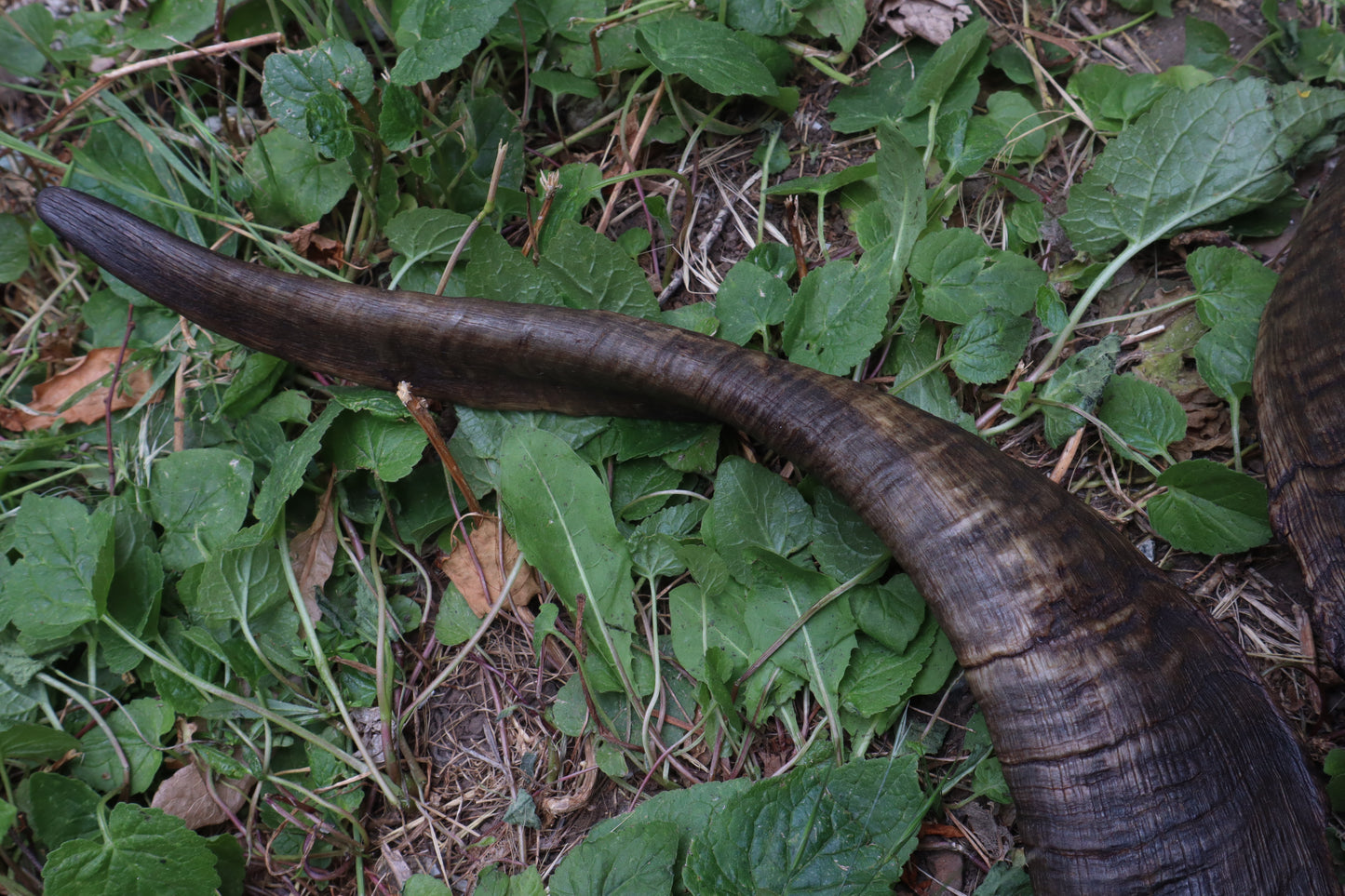 Goat Horns - Large Pair