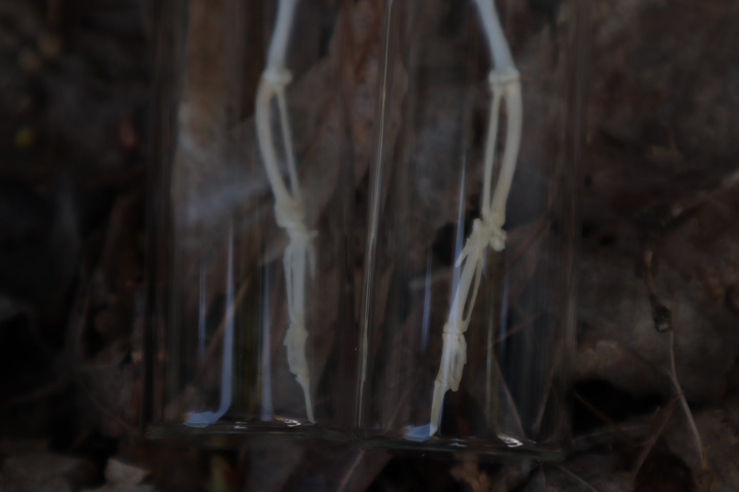 Parakeet Wing Articulation
