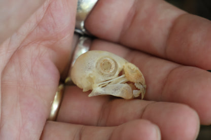 Parakeet Skull with Sclerotic Rings