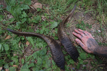 Goat Horns - Large Pair