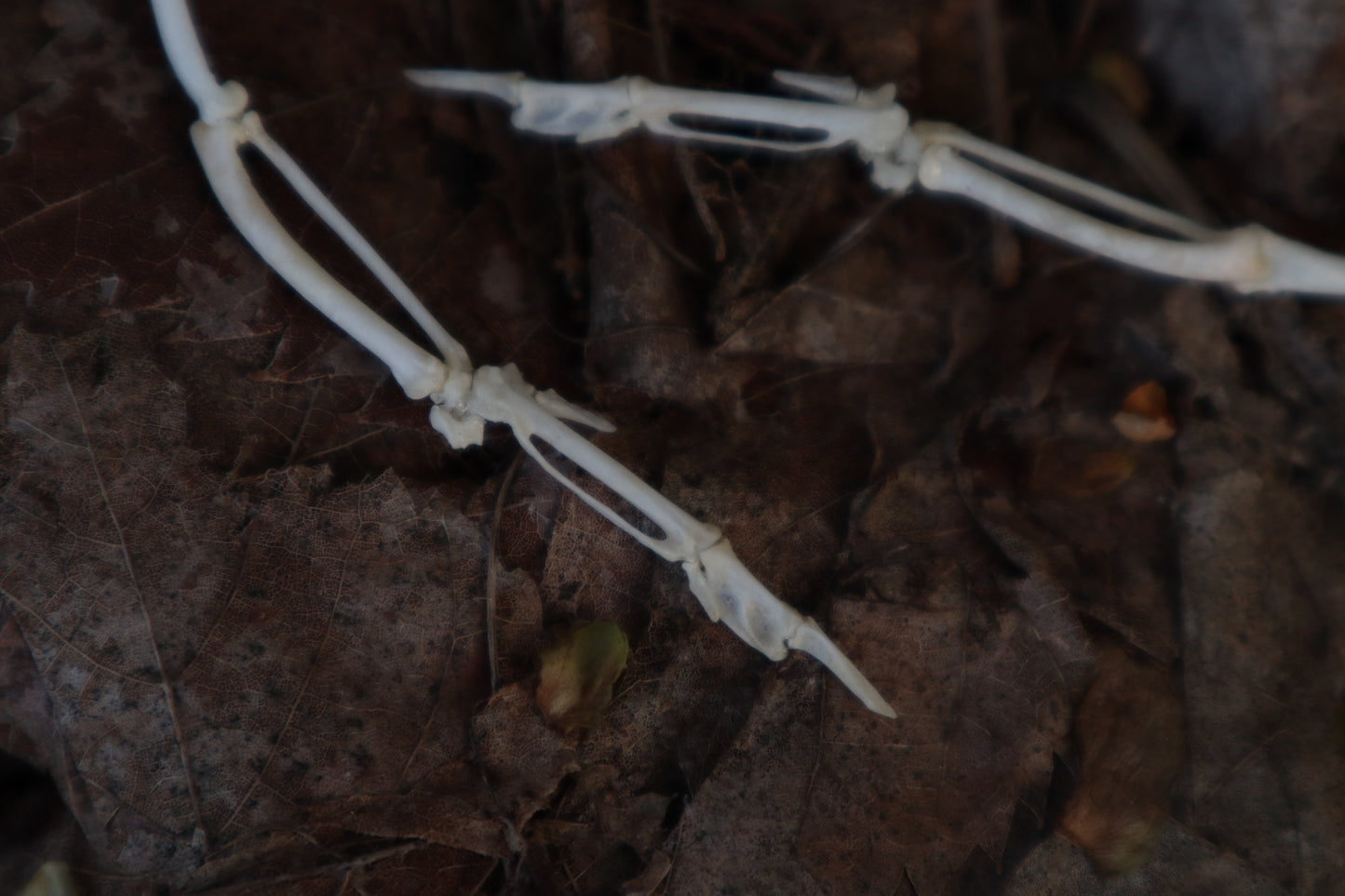 Parakeet Wing Articulation