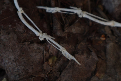 Parakeet Wing Articulation