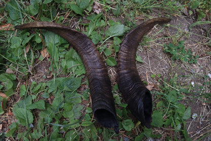 Goat Horns - Large Pair