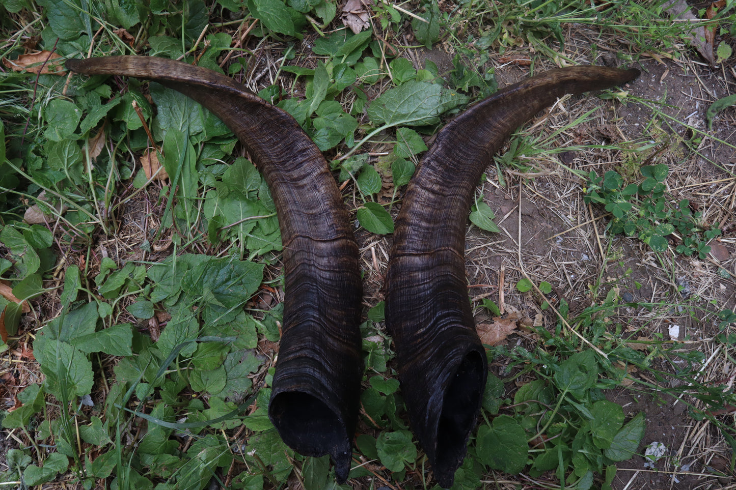 Goat Horns - Large Pair