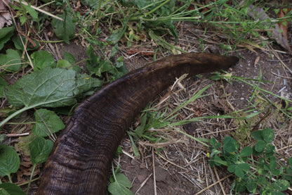 Goat Horns - Large Pair