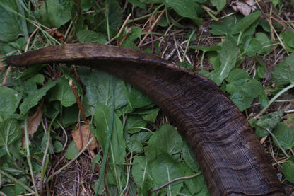 Goat Horns - Large Pair