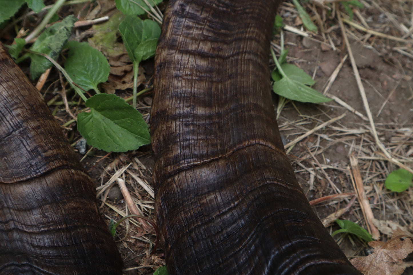 Goat Horns - Large Pair
