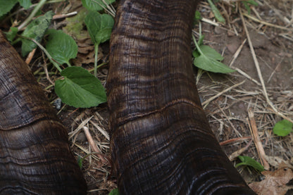 Goat Horns - Large Pair