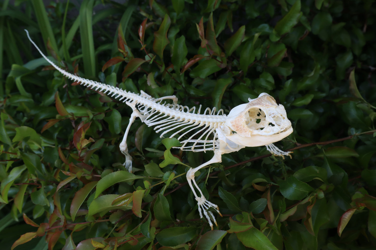 Articulated Bearded Dragon Skeleton
