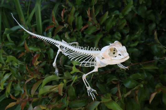 Articulated Bearded Dragon Skeleton